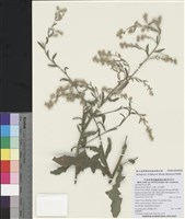 藏品(生毛將軍)的圖片